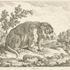 Unknown animal