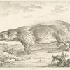 Unknown animal