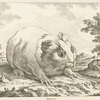 Guinea pig (?)