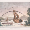 Cabocle, (Indien civilisé).
