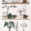 1. Graines employées  pour les colliers; 2. Végétaux pour le tatouage; 3. Plantes nutritives.