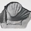 Part of a Mould of a Fruit Dish in the form of a shell. Size of original.