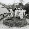 The cocoa industry in Trinidad