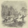 Gathering sugar - cane.
