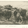Troupeau de vaches et boeufs.