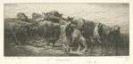 Troupeau de vaches et boeufs.