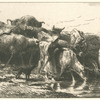 Troupeau de vaches et boeufs.