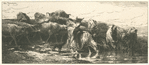 Troupeau de vaches et boeufs.
