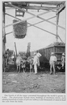 One fourth of all the sugar consumed throughout the world is grown in Cuba. The plantations include many holdings of enormous extent, each owning hundreds of miles of private railways and thousands of oxen to haul the cane from the fields.