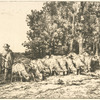 Troupeau à la lisière d'un bois.