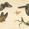 Butterflies and insects