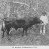 Ox method of transportation.