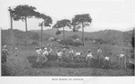 Road making by convicts.