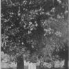 The fruitful mango tree.