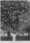 The fruitful mango tree.