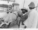 Negro Teamsters, Cuba.