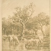 Vaches à l'abreuvoir.