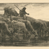 Troupeau de vaches à l'abreuvoir.