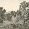 Paysage. Forêt vierge.