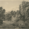 Paysage. Forêt vierge.