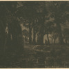 Lisière de forêt, effet de soir.
