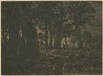 Lisière de forêt, effet de soir.