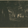 Lisière de forêt, effet de soir.