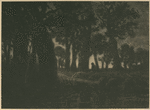Lisière de forêt, effet de soir.