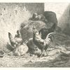 Coq et poules