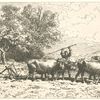 Attelage de boeufs