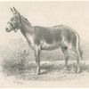 Hémione