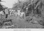 Banana plantation, Trinidad.