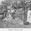 Breaking the cocoa pods, [Trinidad and Tobago.]
