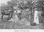 Breaking the cocoa pods, [Trinidad and Tobago.]