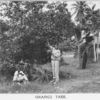 Orange tree; [Jamaica.]