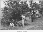 Orange tree; [Jamaica.]