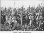 Sugar cane plantation; [Jamaica.]