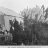 A Negro homestead in the Bermuda Islands.