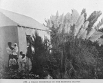 A Negro homestead in the Bermuda Islands.