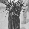 A Jamaican peasant woman offering author a large bunch of orchids.