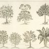 Lentisque, galbanum, cedre de Liban, myrrhe, beaume, terebinthe, mandragore.
