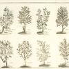 Platane, acacia, storax, cyprés, silique, sycomore, cyprus, rhamnus.