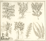 Paliure, caprier ou capparis, genevrier, figuier d'Adam ou bananier, cinamome, jonc marin ou scirpus, myris ou tamaris.