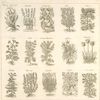 Glayeul aguarique ou carex, zizanie, coloquinte, rue, yeuse, cumin, gith, senevé moutarde, saffran, papyrus, menthe, hyssope, lavande, lappa, coriandre.