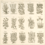 Glayeul aguarique ou carex, zizanie, coloquinte, rue, yeuse, cumin, gith, senevé moutarde, saffran, papyrus, menthe, hyssope, lavande, lappa, coriandre.