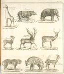 Cameleoparde ou la giraffe, le rhinocéros, l'éléphant, ibex ou le bouquetin, tragelaphe ou l'hirco cerf, le daim, le tigre, l'hyene, oryga ou la gazelle.