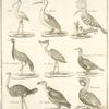 L'ibis, le pelican, la huppe, le paon d'Afrique, le heron, mergulus ou le cormoran, l'autruche, le vautour, l'onocrotale.