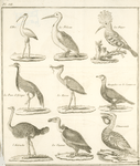 L'ibis, le pelican, la huppe, le paon d'Afrique, le heron, mergulus ou le cormoran, l'autruche, le vautour, l'onocrotale.