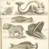 Onyche coquillage aromatique, poupre de Tyr, silure, poisson de Tobie, lamie ou lamantin, behemot hypopotame, tête du poisson de Jonas, zygene, ou leviathan ou poisson vectis.