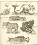 Onyche coquillage aromatique, poupre de Tyr, silure, poisson de Tobie, lamie ou lamantin, behemot hypopotame, tête du poisson de Jonas, zygene, ou leviathan ou poisson vectis.